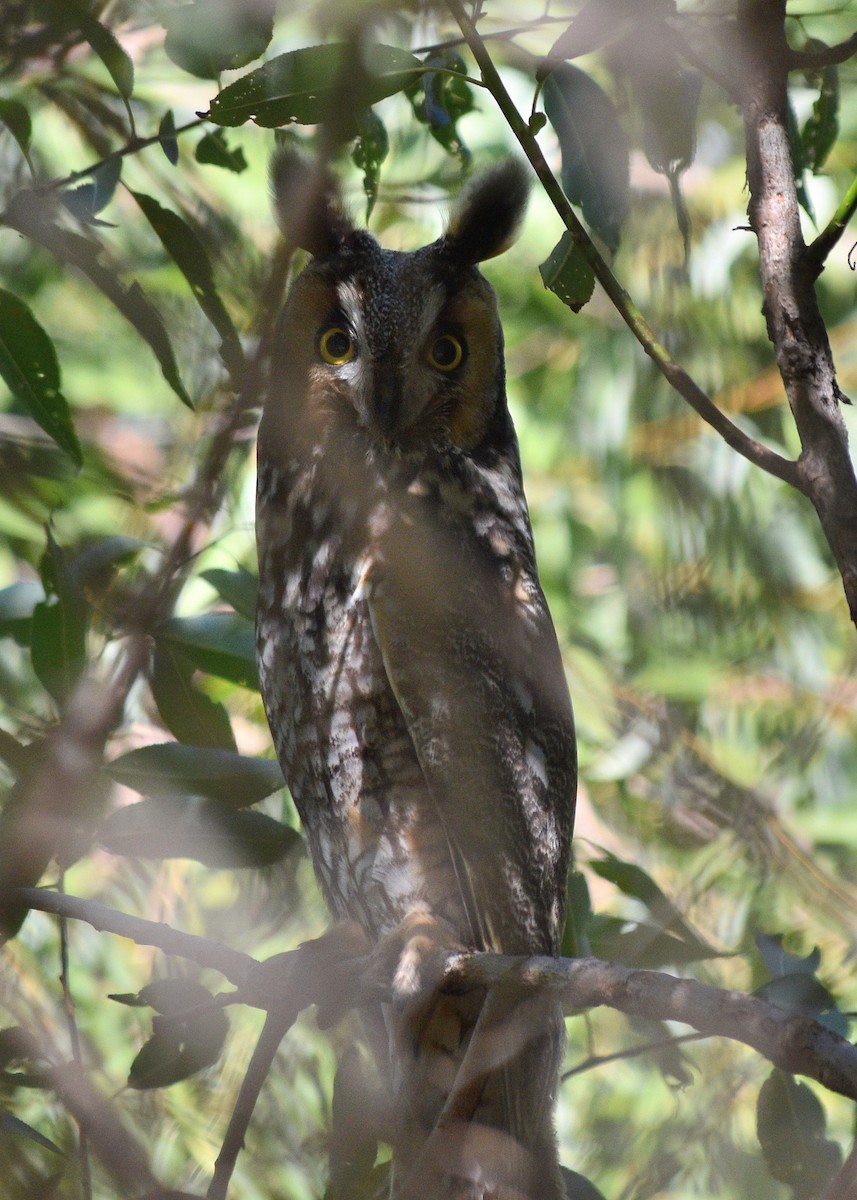 Hibou moyen-duc - ML642340753
