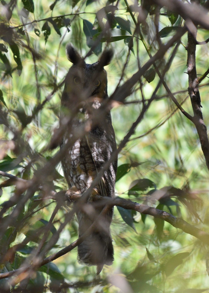 Hibou moyen-duc - ML642340754