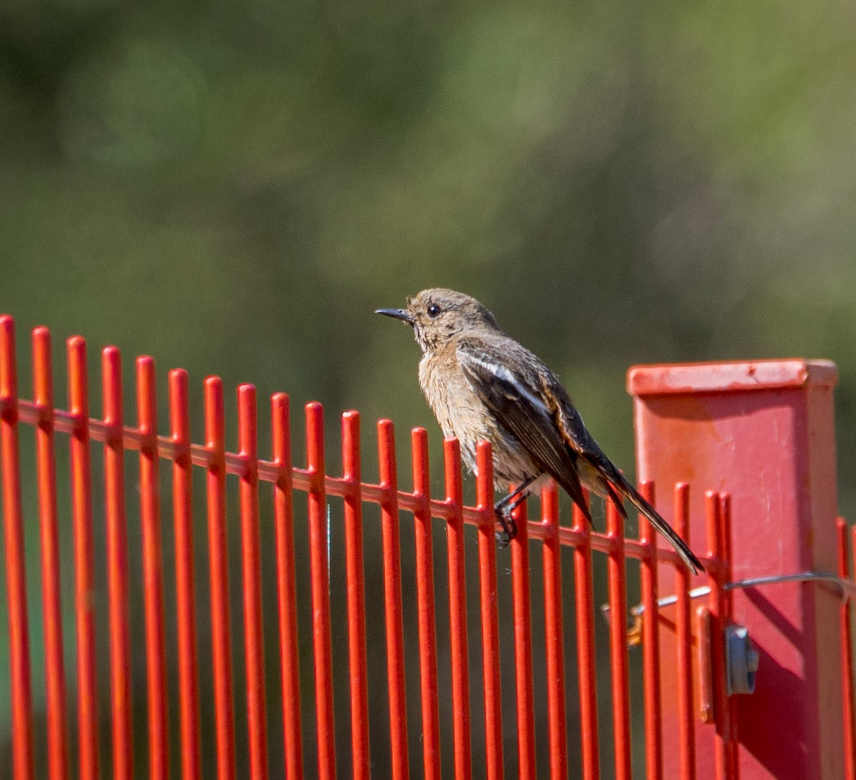 White-throated Redstart - ML642340755