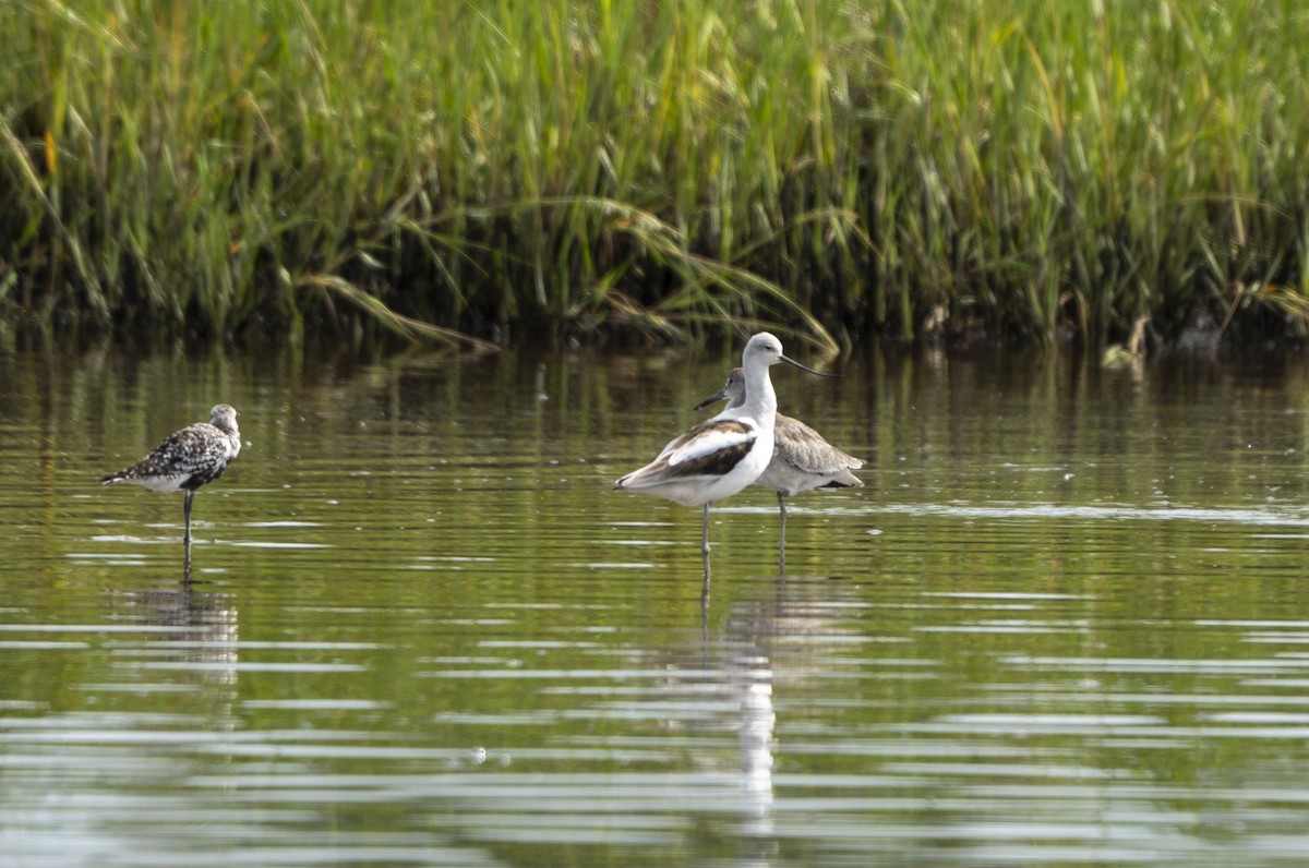 American Avocet - ML642340756