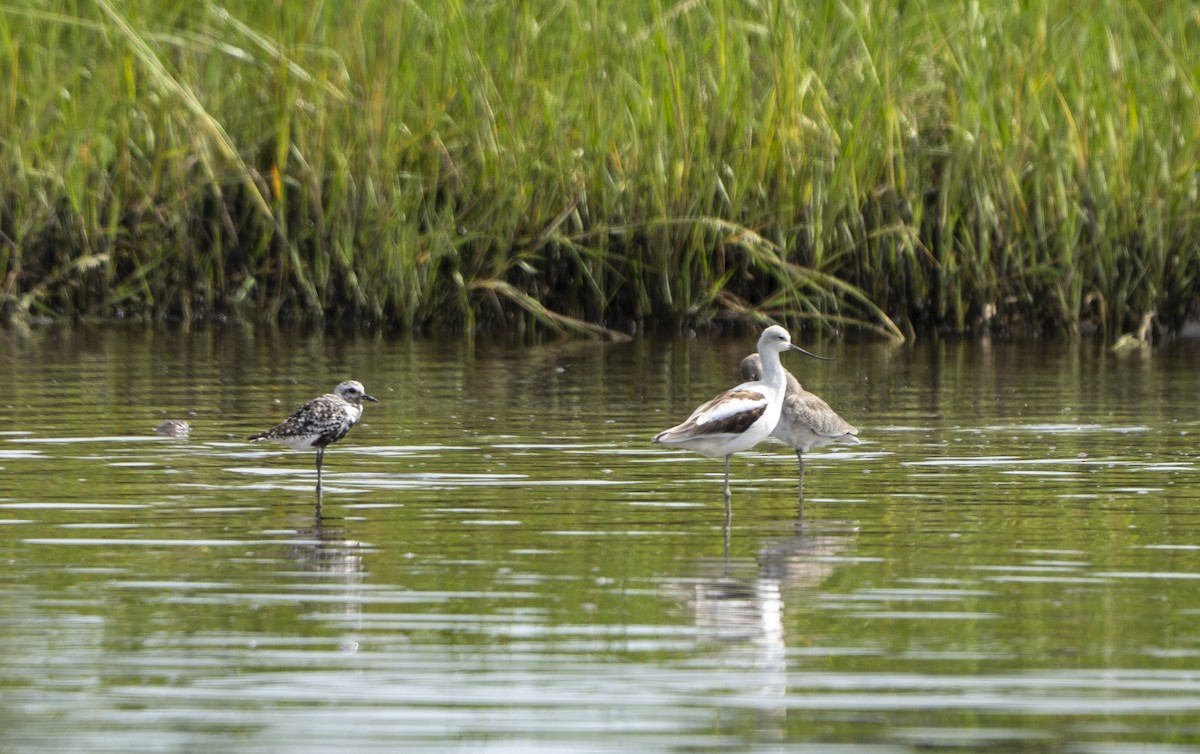 American Avocet - ML642340760
