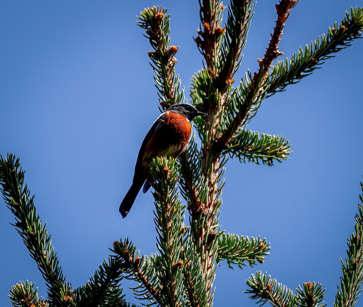 White-throated Redstart - ML642340761