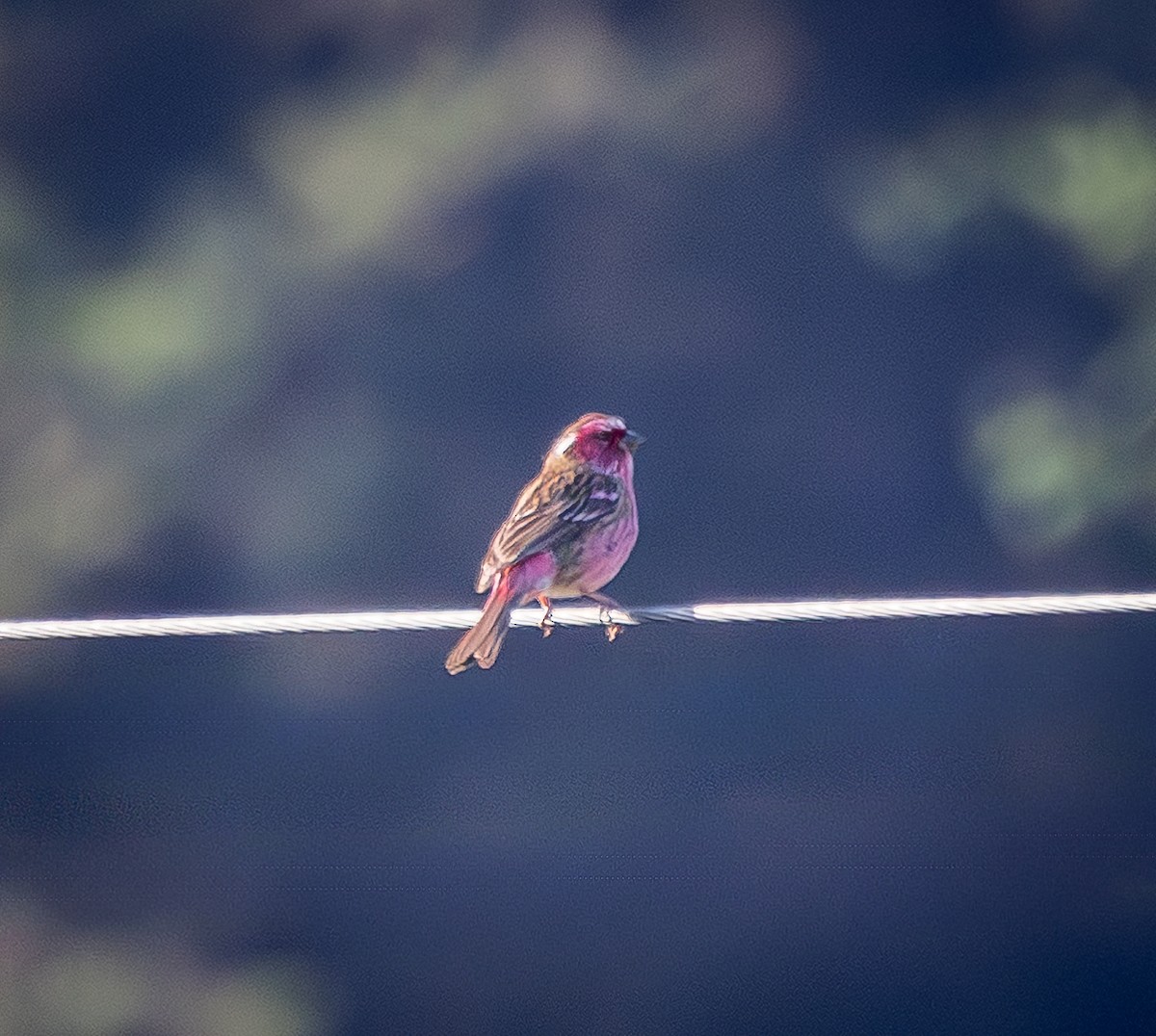 Chinese White-browed Rosefinch - ML642340765