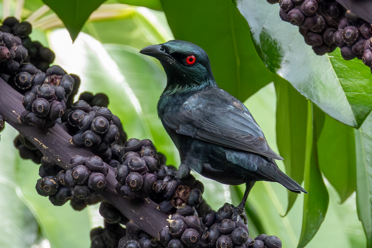 Asian Glossy Starling - ML642340769
