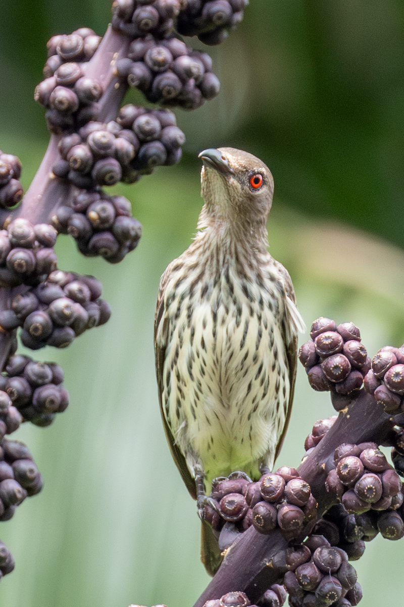 Asian Glossy Starling - ML642340770