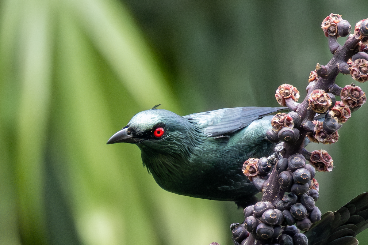 Asian Glossy Starling - ML642340771
