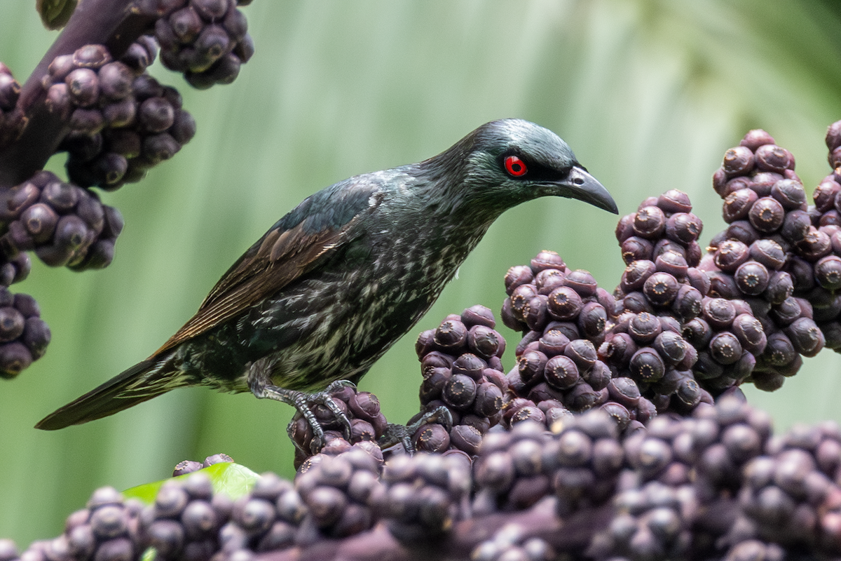 Asian Glossy Starling - ML642340772