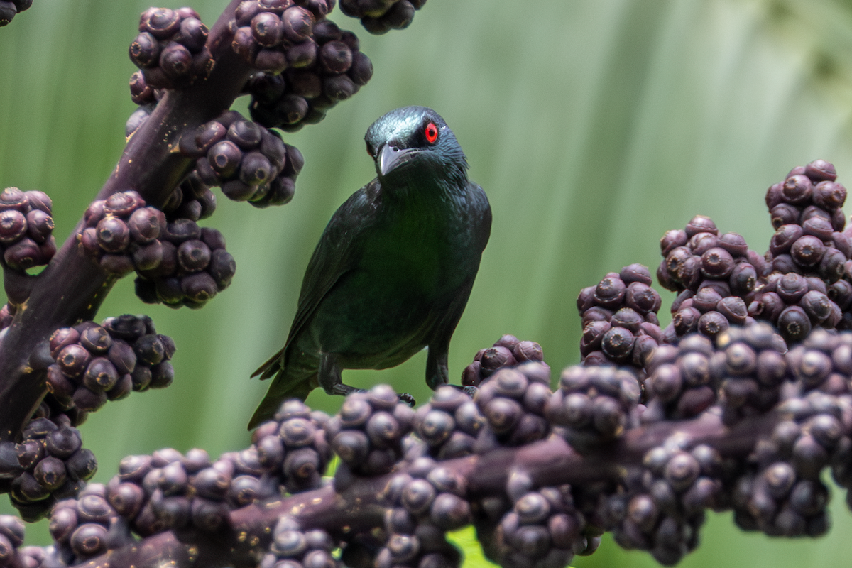 Asian Glossy Starling - ML642340773