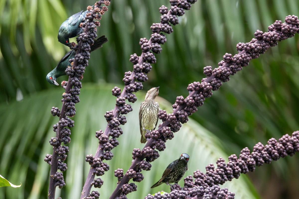 Asian Glossy Starling - ML642340774