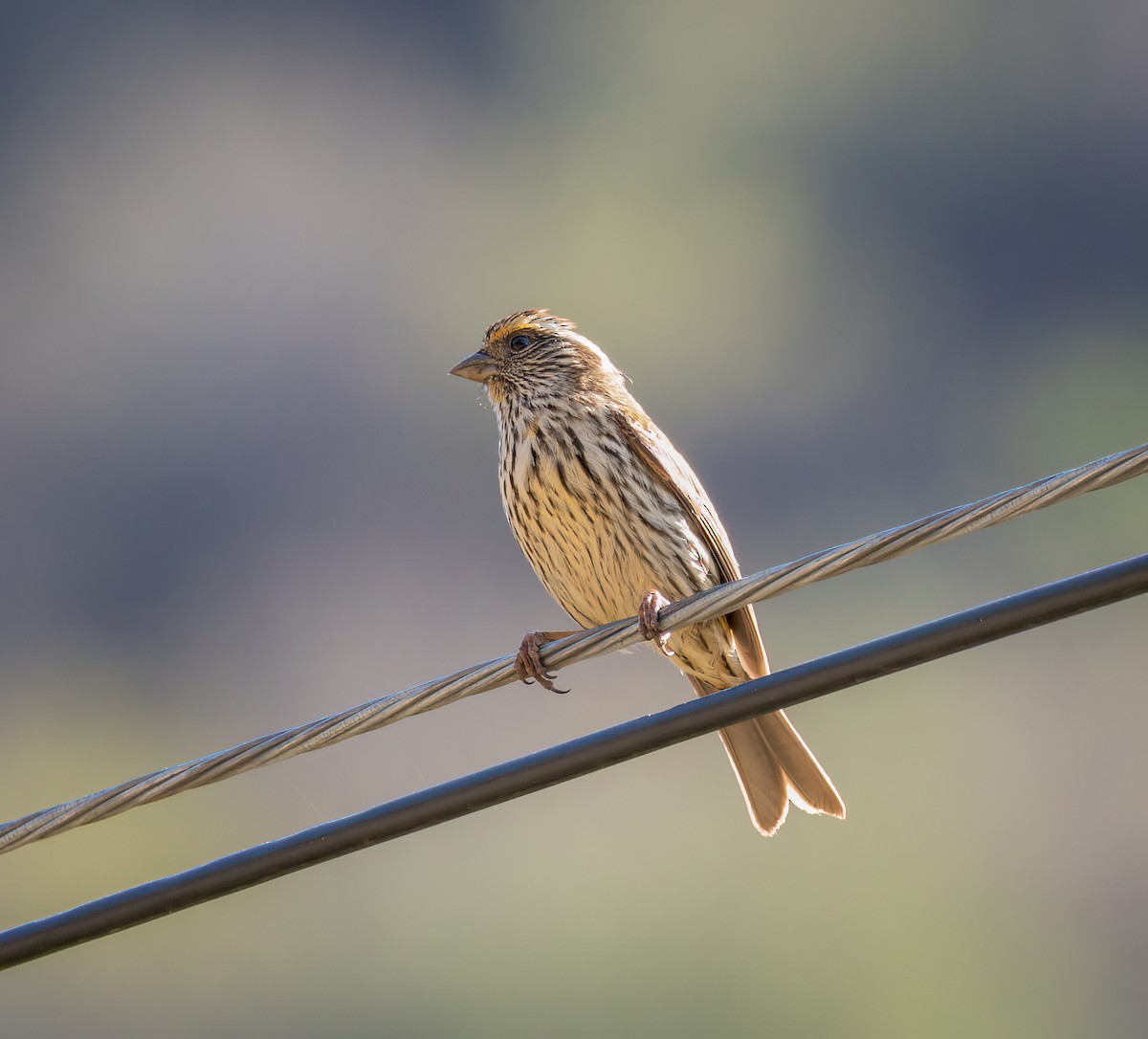 Chinese White-browed Rosefinch - ML642340785