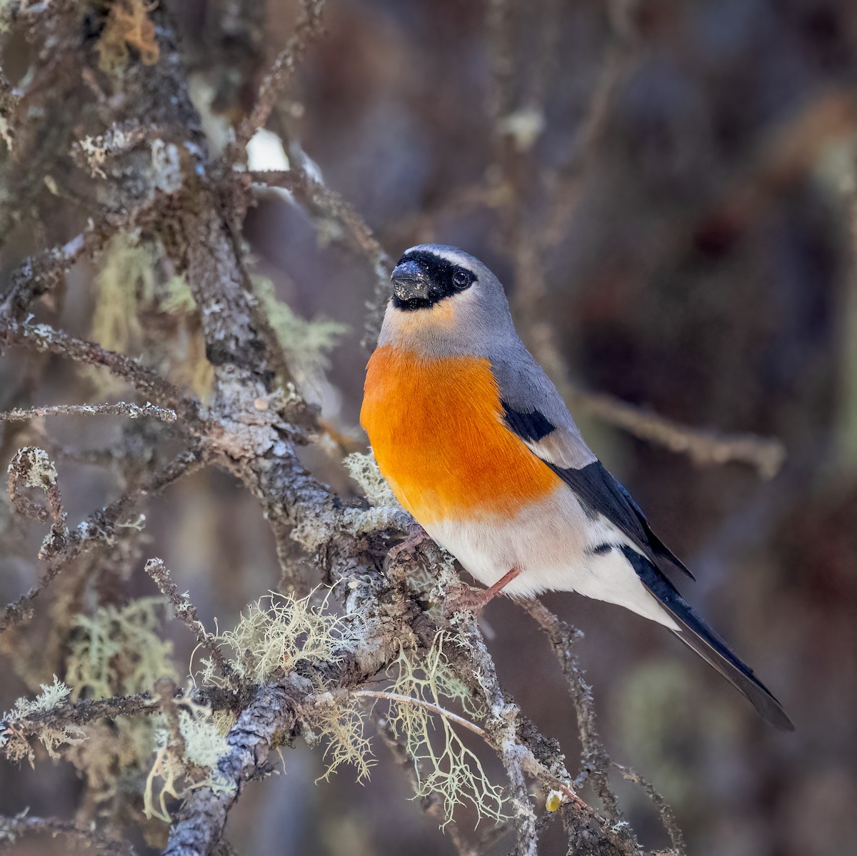 Gray-headed Bullfinch - ML642340802