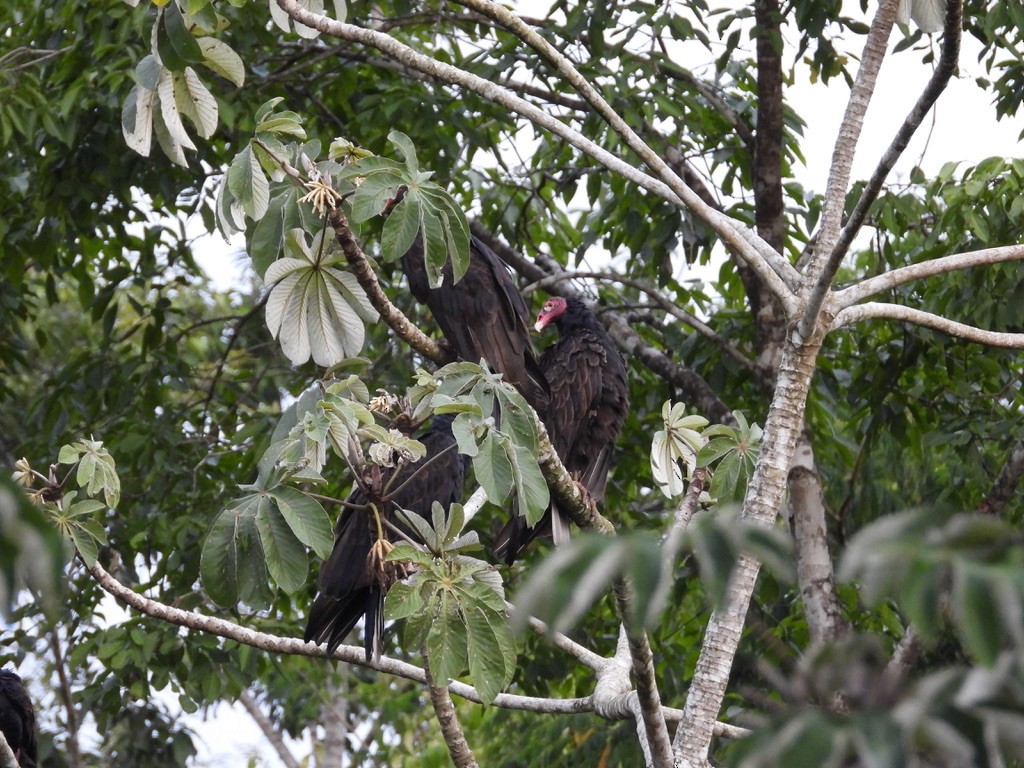 Turkey Vulture - ML642340805
