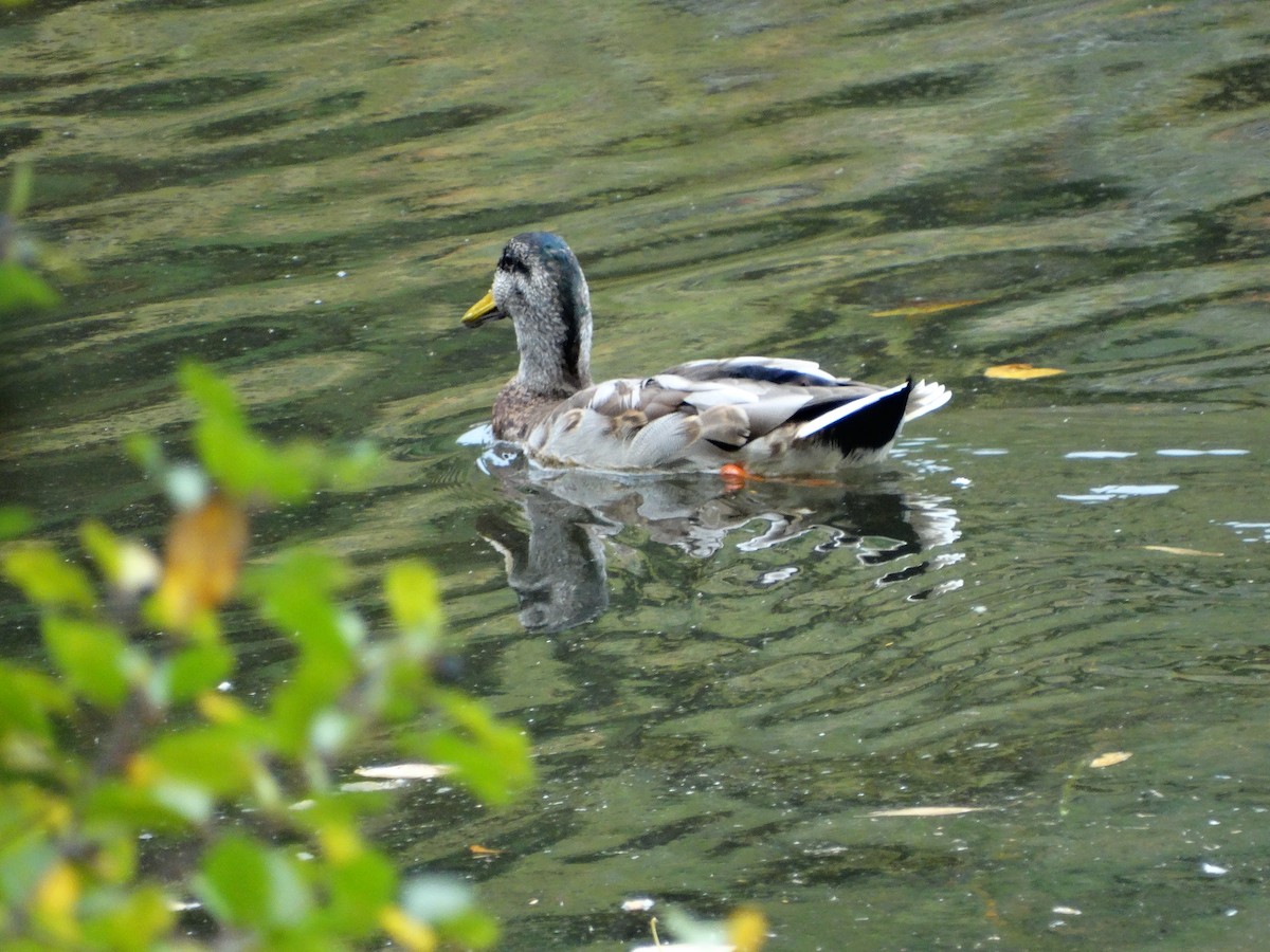 雑種 マガモ ｘ アメリカガモ - ML642340820