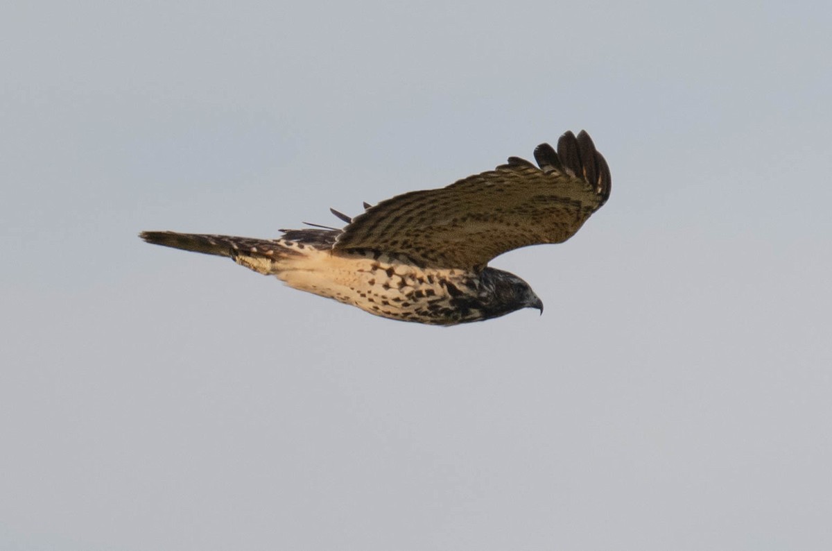Red-shouldered Hawk - ML642340821