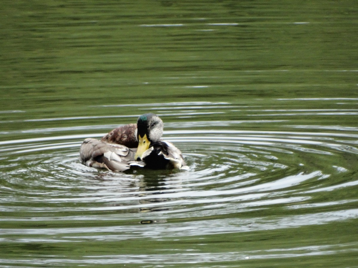 Mallard x American Black Duck (hybrid) - ML642340831