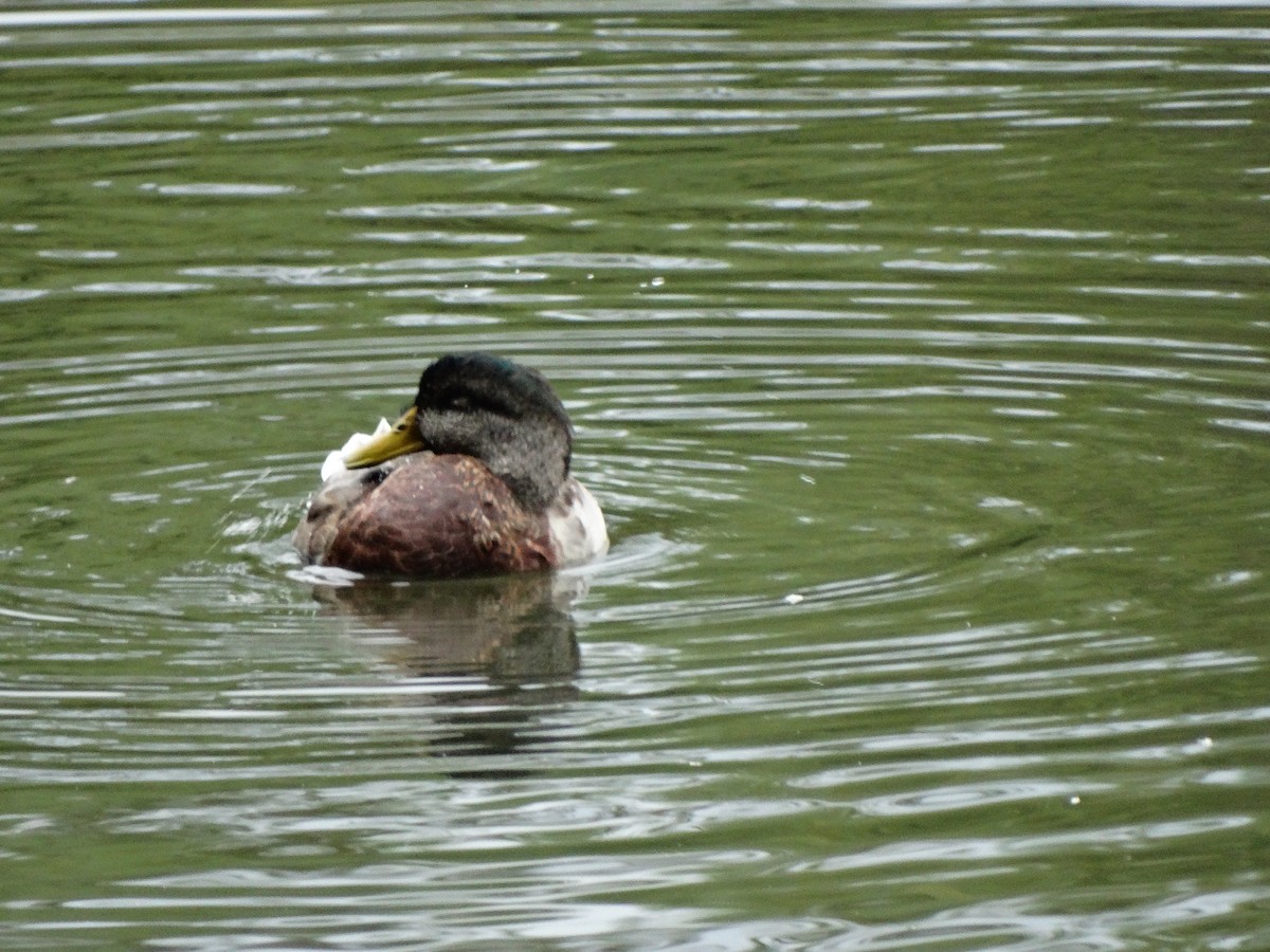 Mallard x American Black Duck (hybrid) - ML642340832