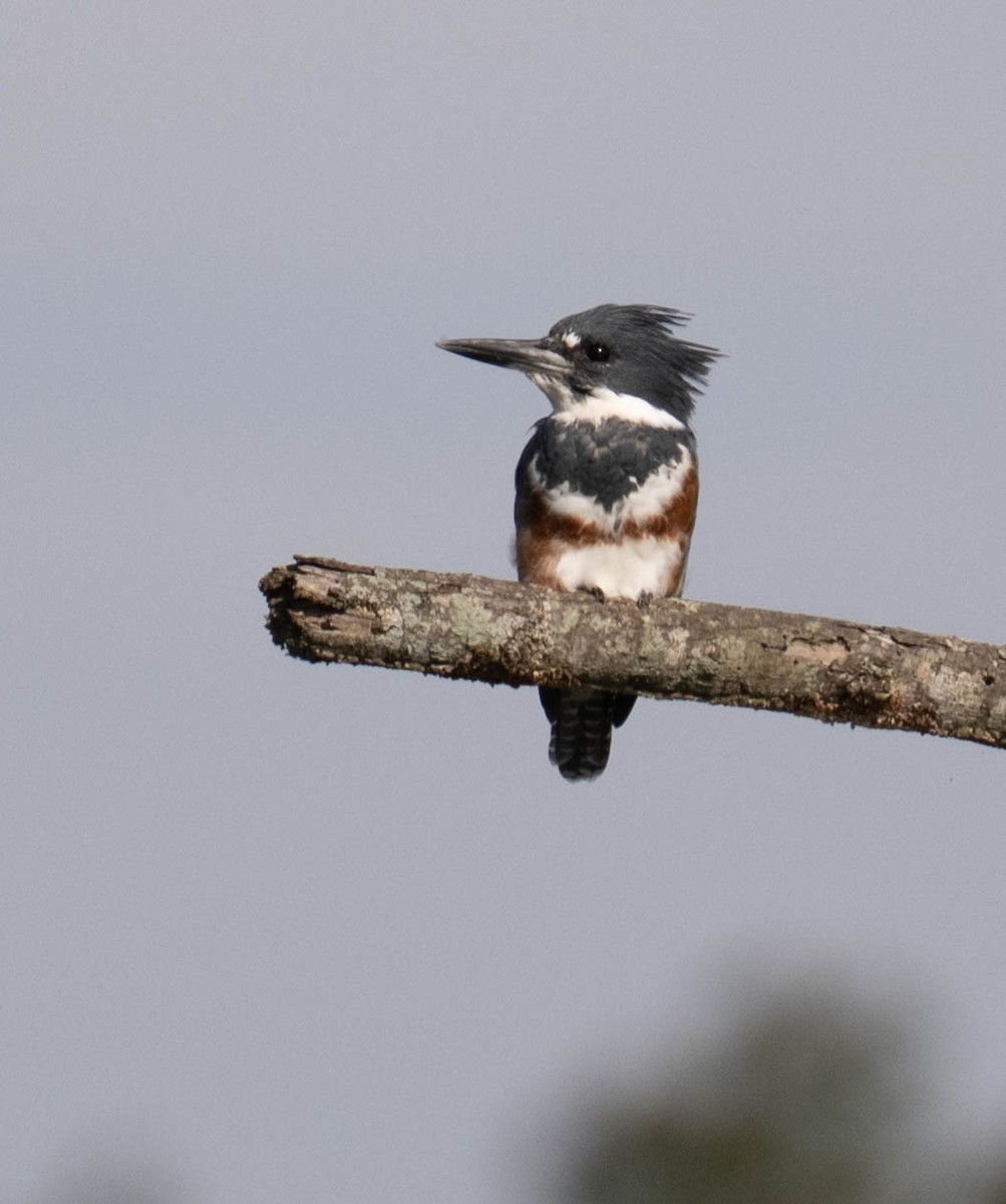 Belted Kingfisher - ML642340834