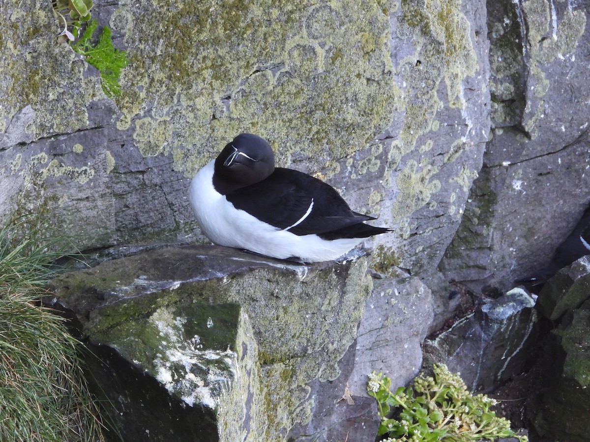 Razorbill - ML642340839