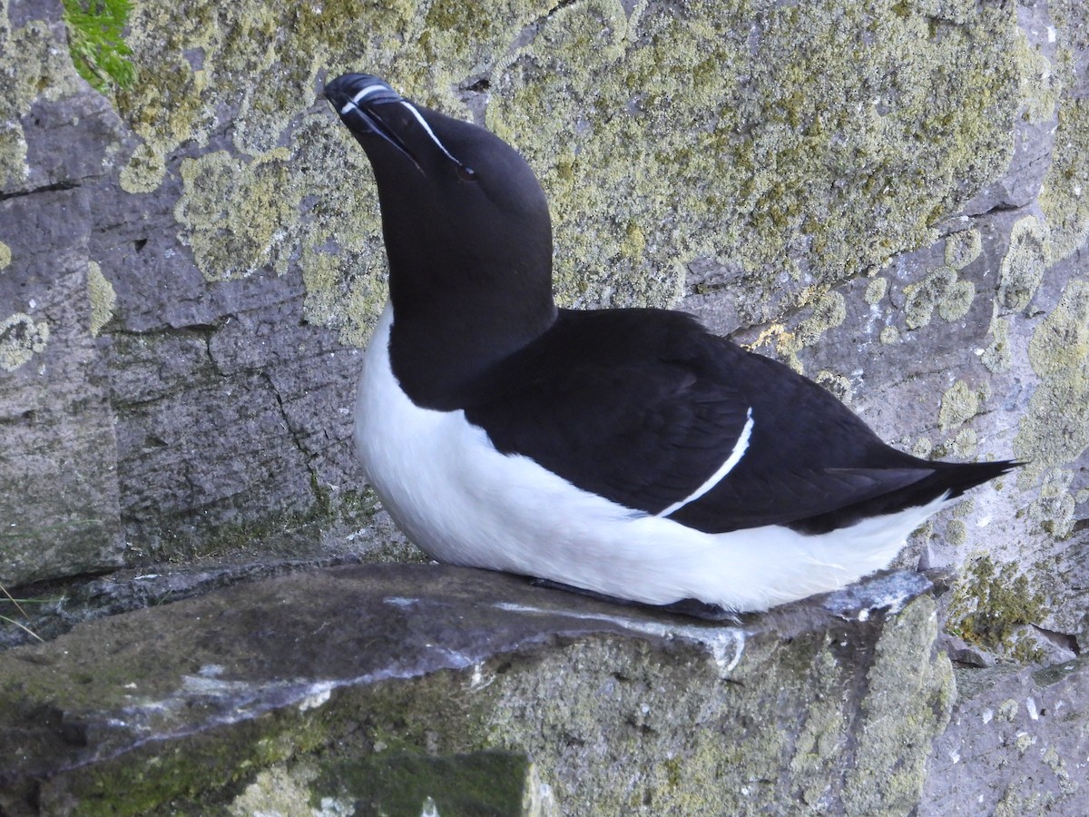 Razorbill - ML642340840