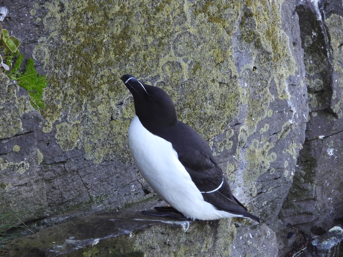 Razorbill - ML642340841