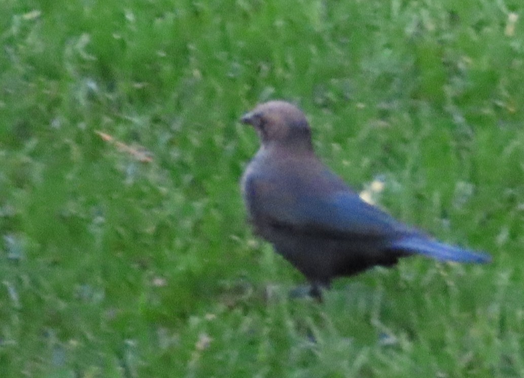 Brewer's Blackbird - ML642340843