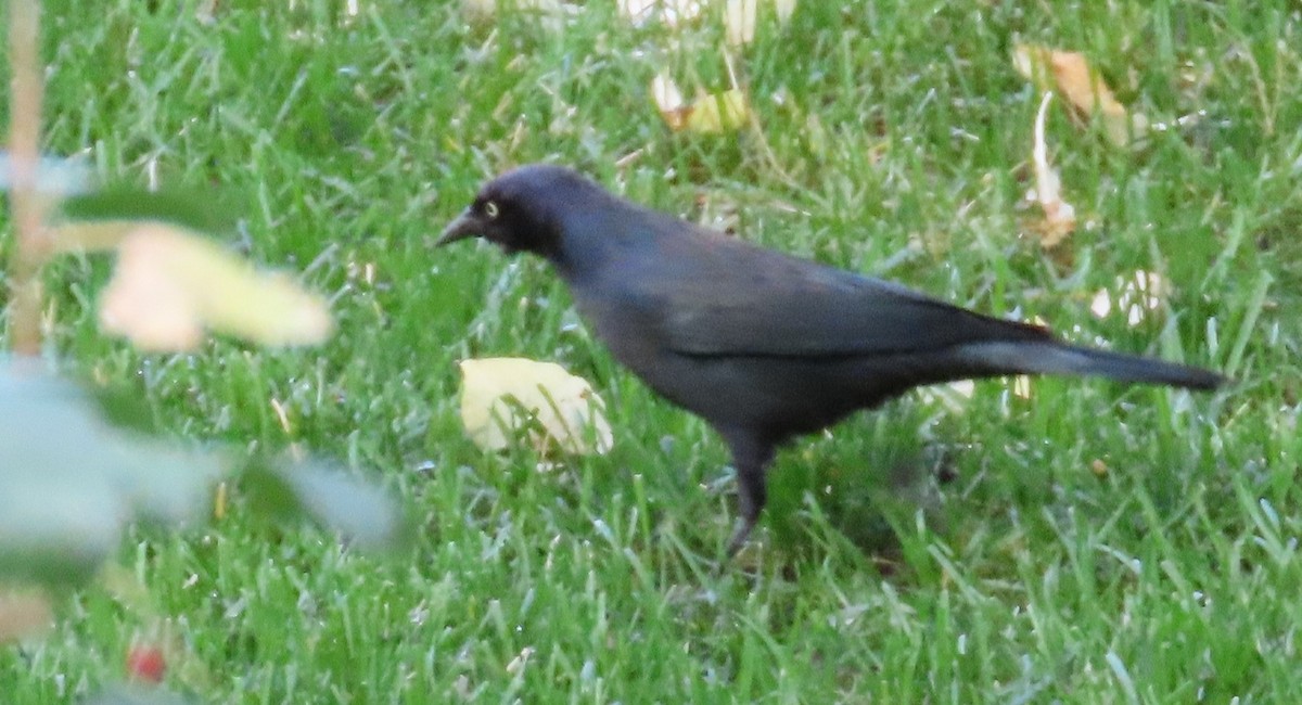 Brewer's Blackbird - ML642340845
