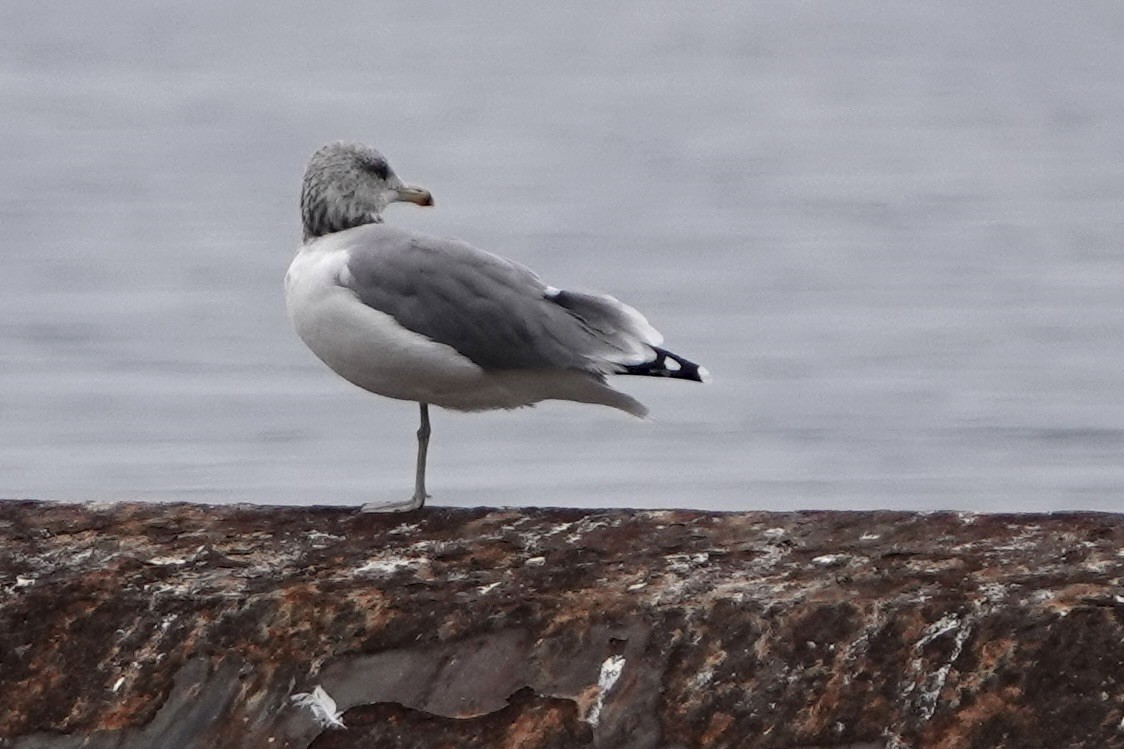 California Gull - ML642340847