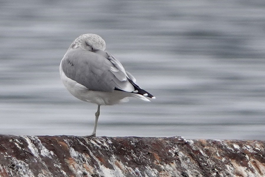 California Gull - ML642340848