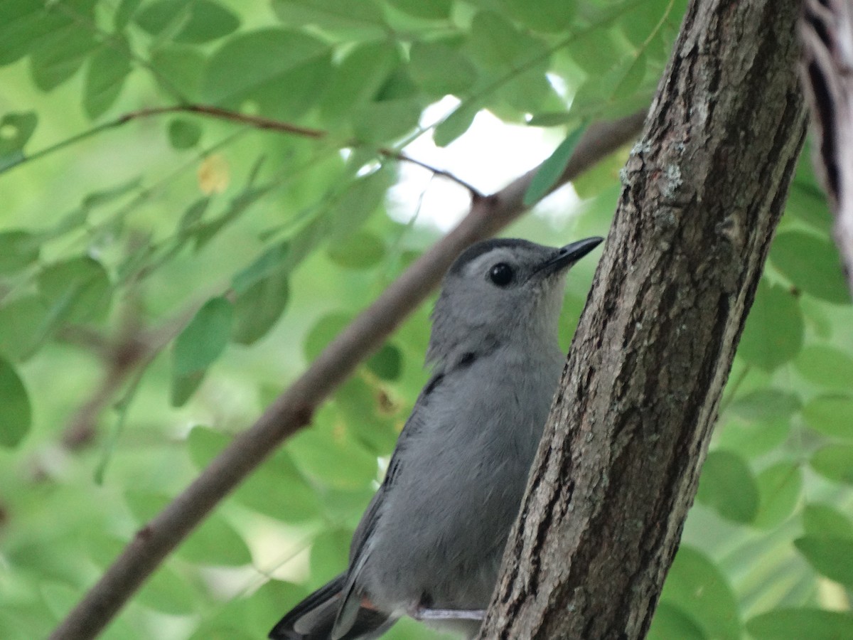 Gray Catbird - ML642340849