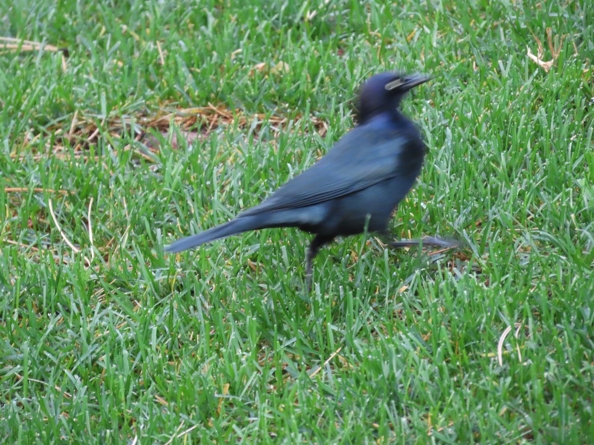Brewer's Blackbird - ML642340851