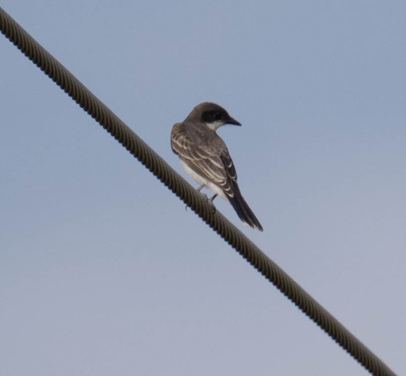 Eastern Kingbird - ML642340860