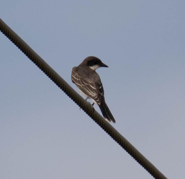 Eastern Kingbird - ML642340861