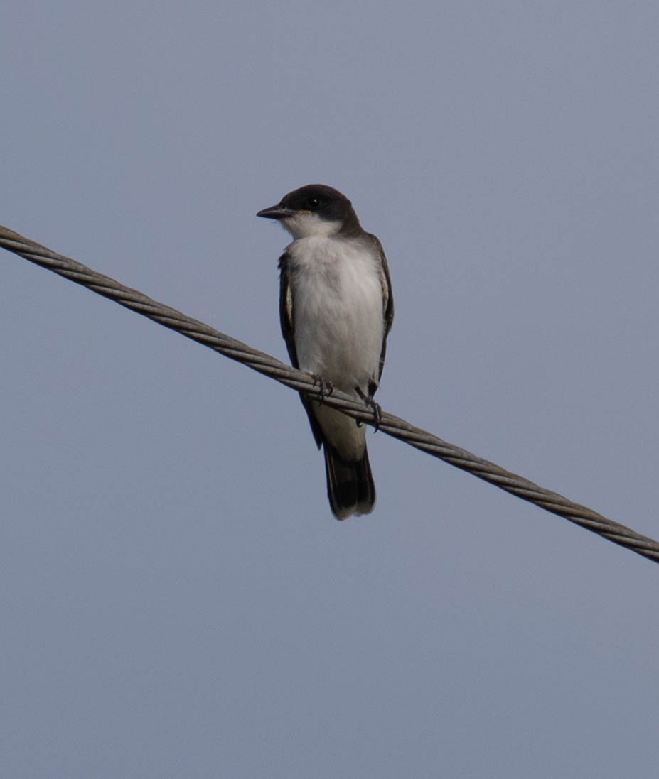 Eastern Kingbird - ML642340862