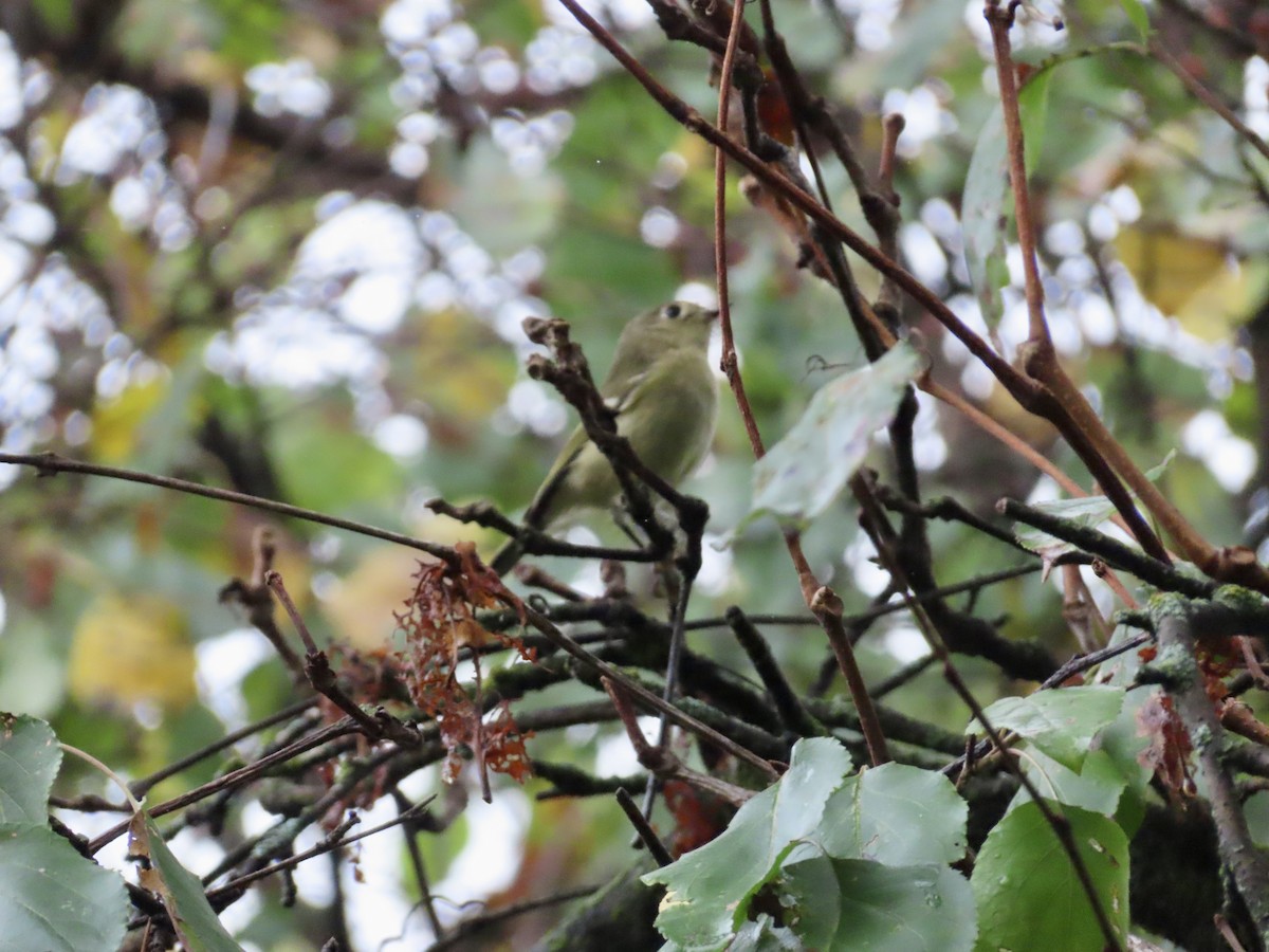 Ruby-crowned Kinglet - ML642340863