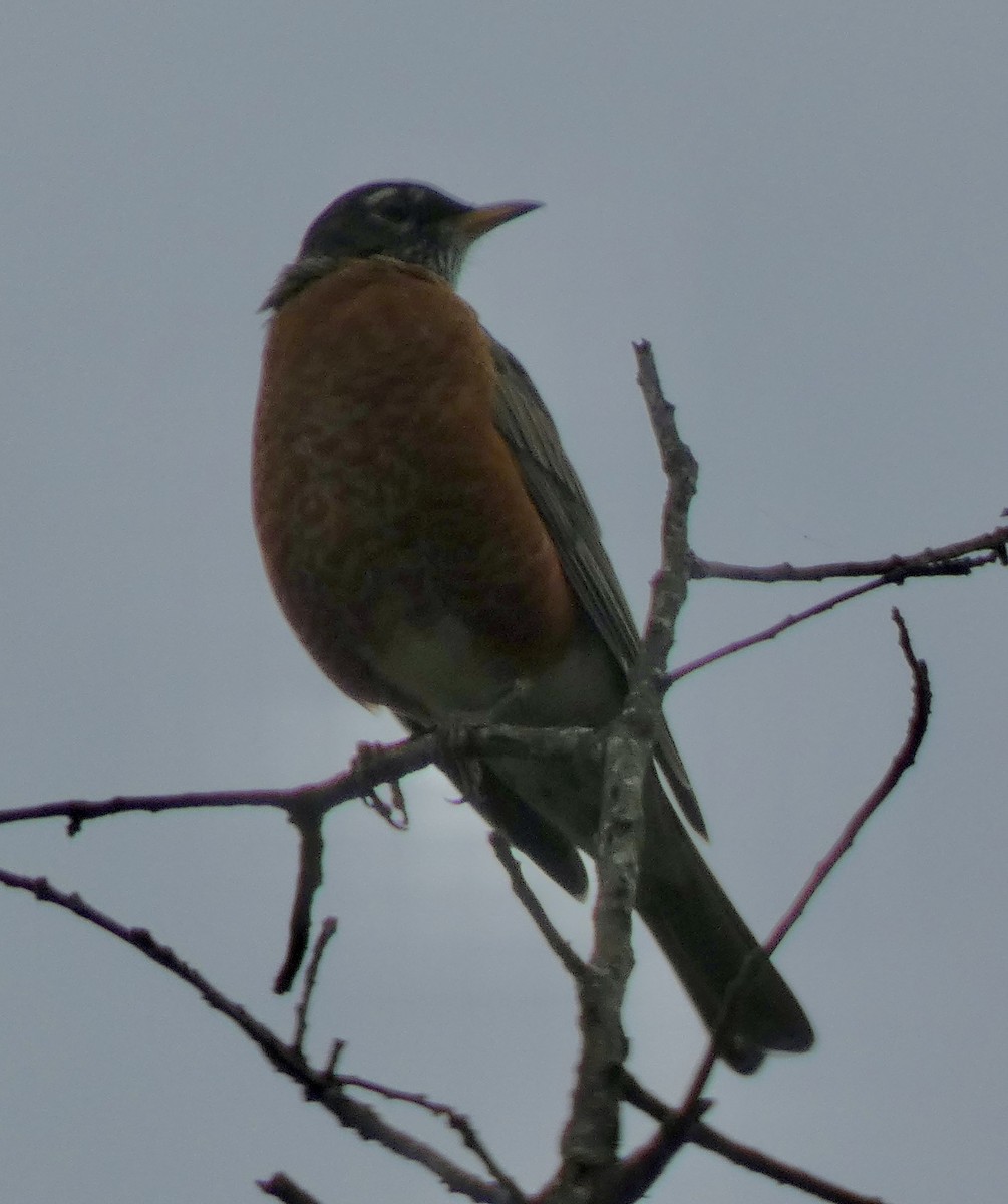 American Robin - ML642340864
