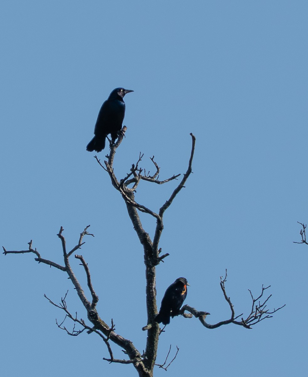 Common Grackle - ML642340865