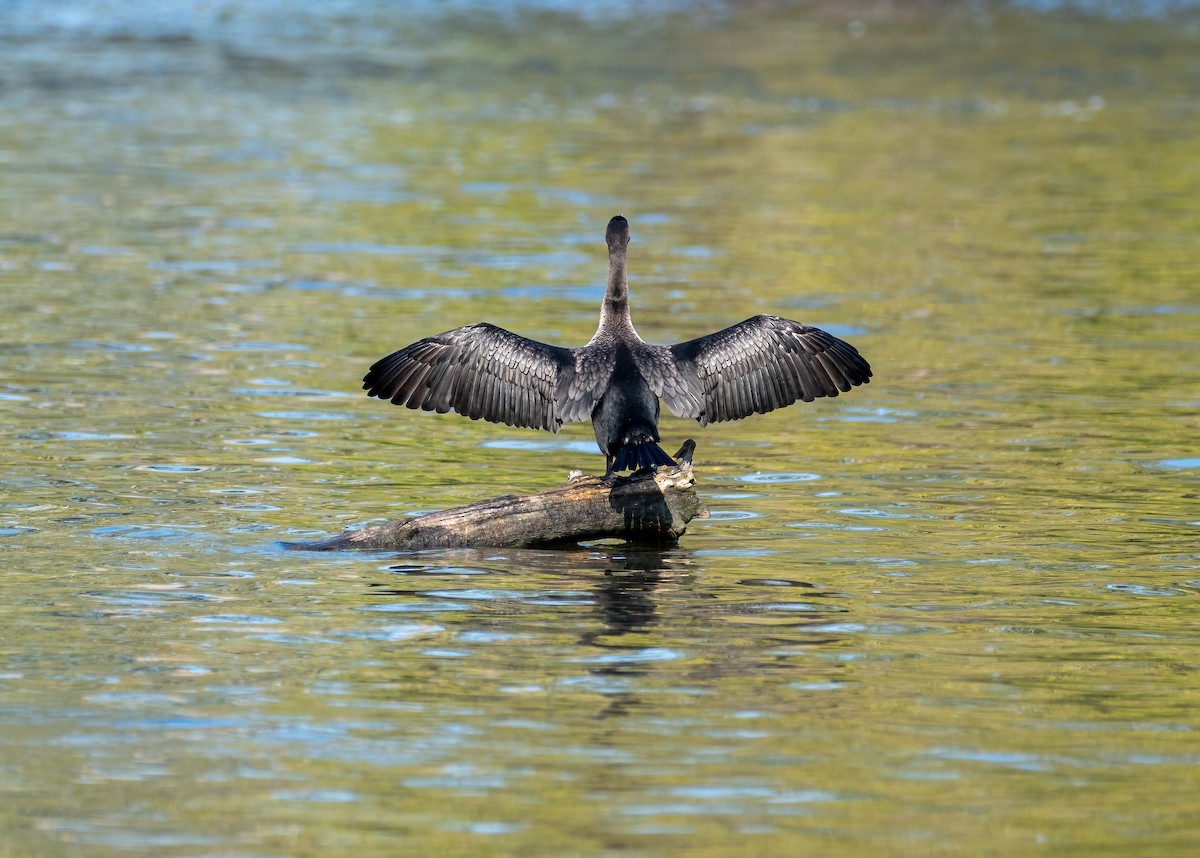 Double-crested Cormorant - ML642340866