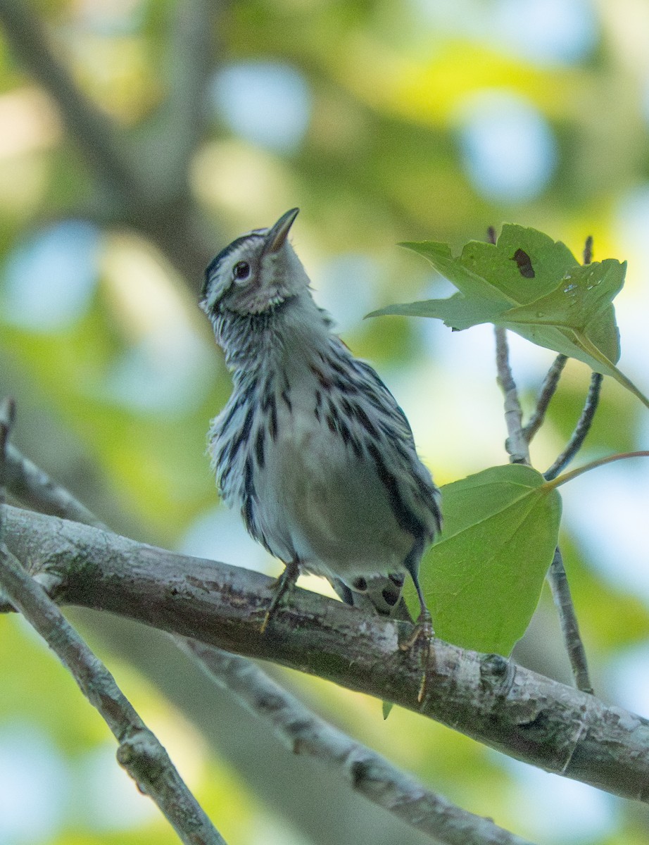 Black-and-white Warbler - ML642340870