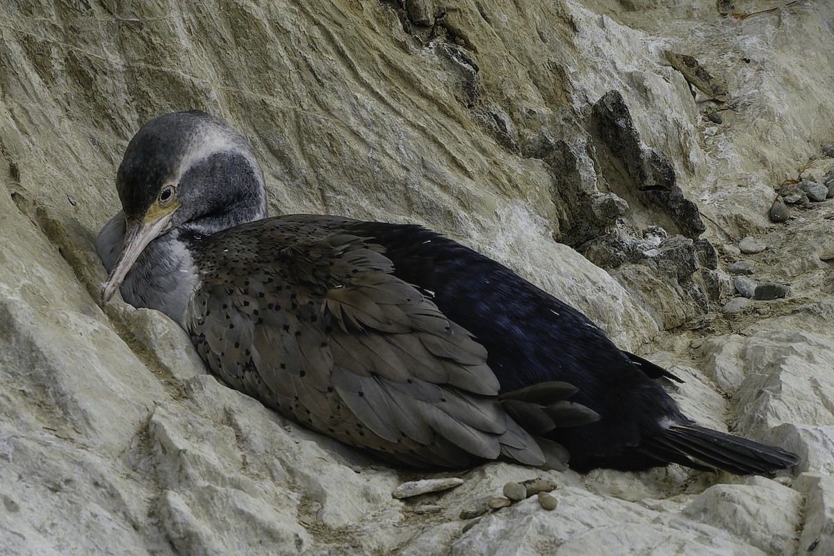 Spotted Shag - ML642340874