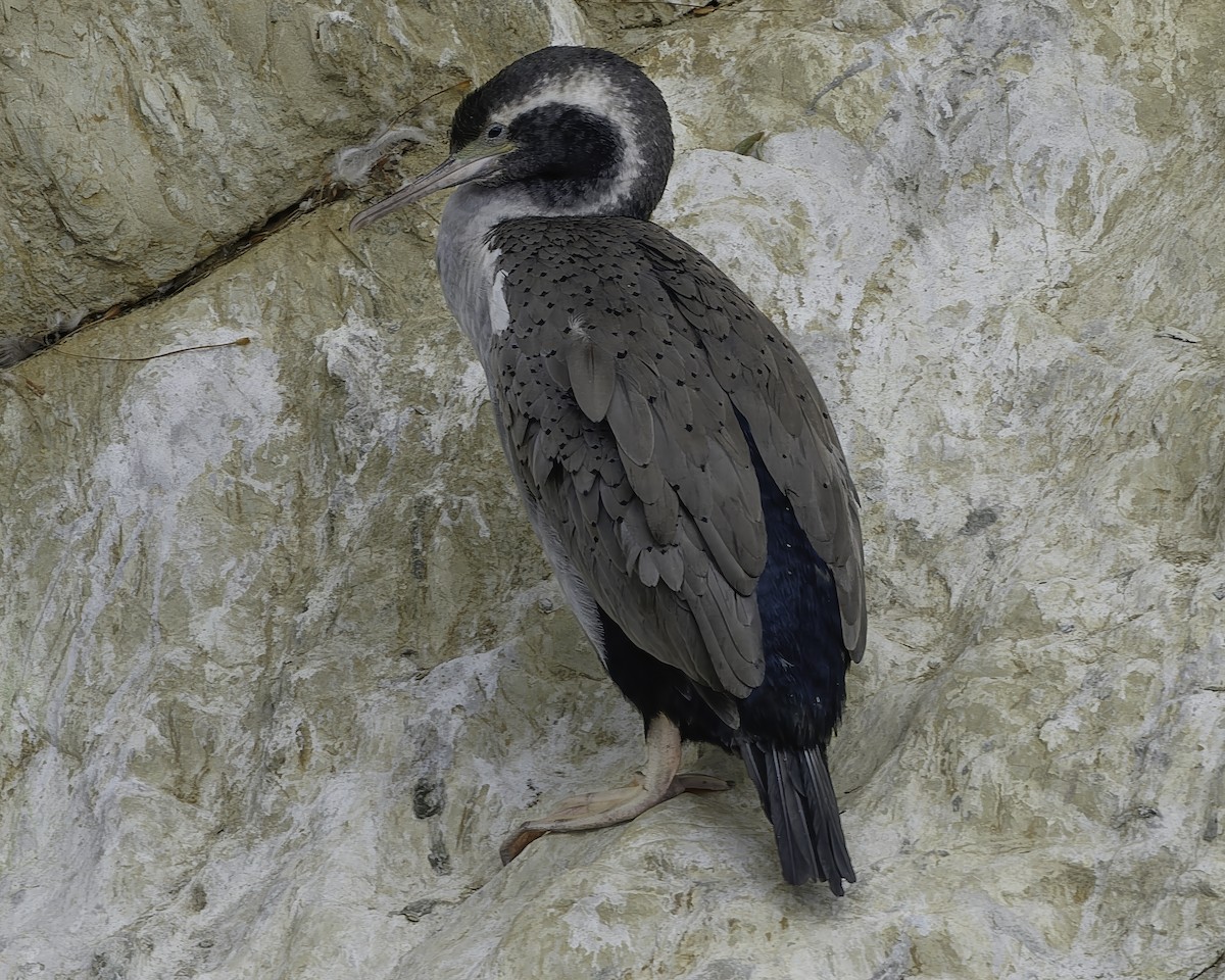 Spotted Shag - ML642340880
