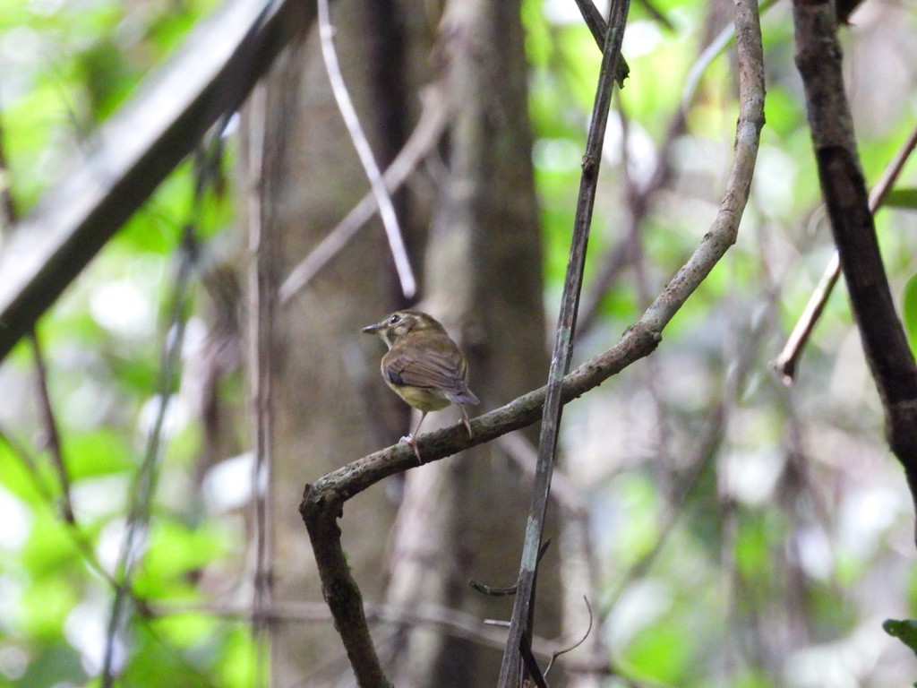 Stub-tailed Spadebill - ML642340882