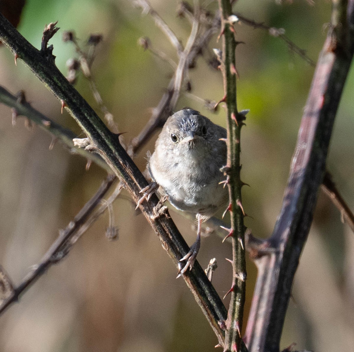 Northern House Wren - ML642340884