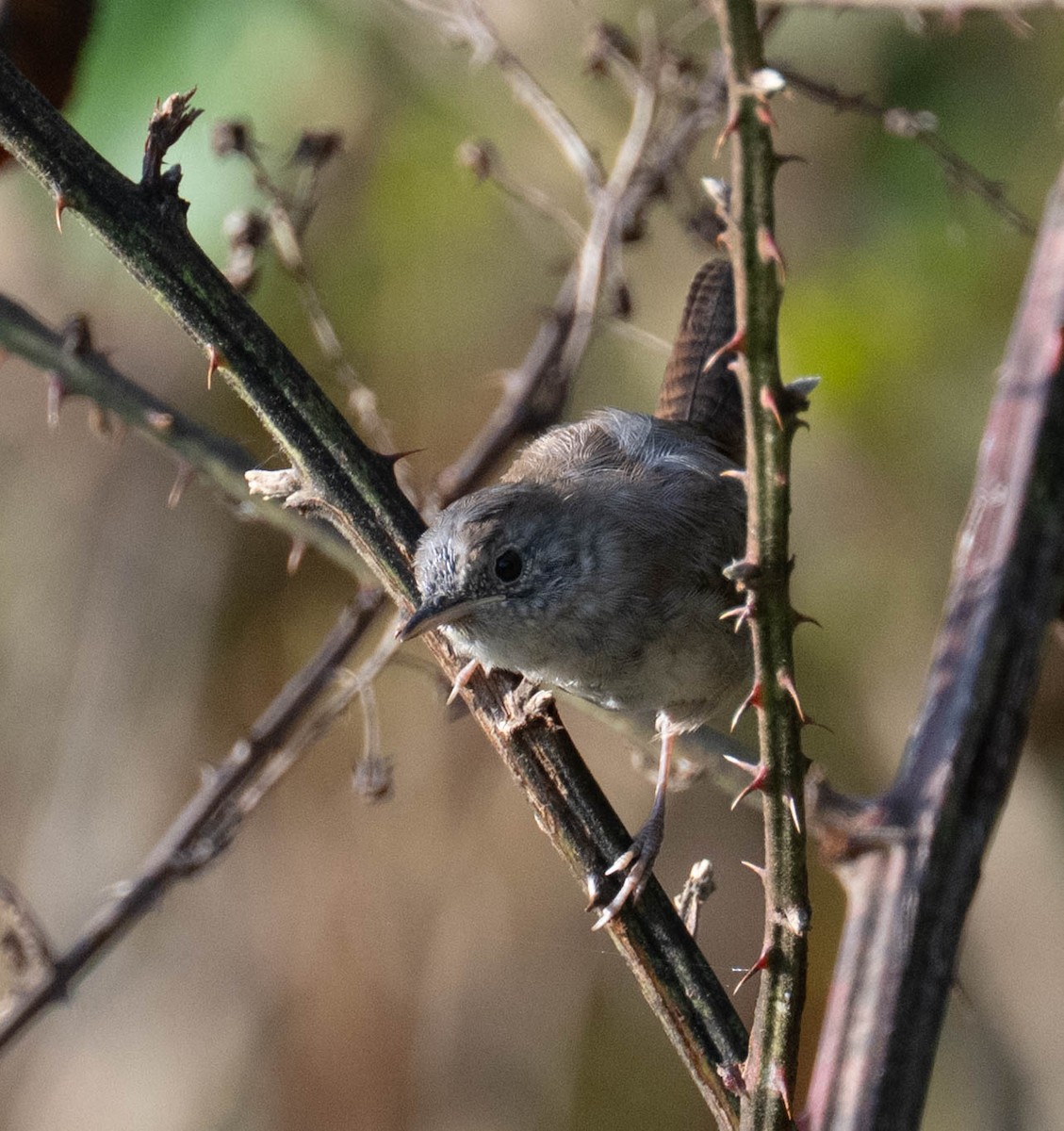 Northern House Wren - ML642340885