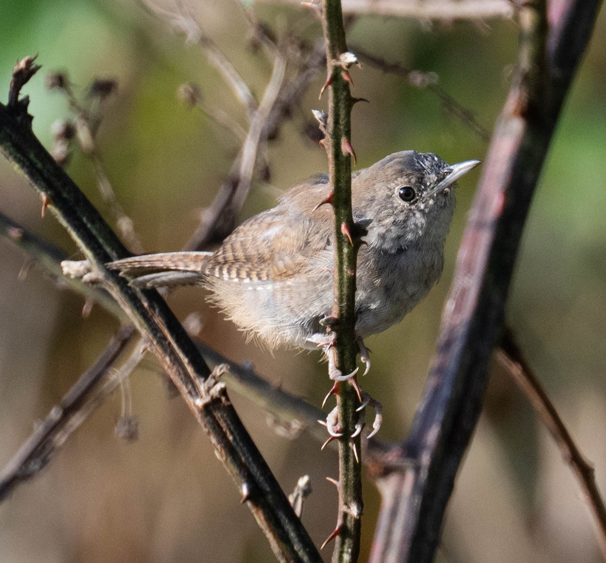 Northern House Wren - ML642340887