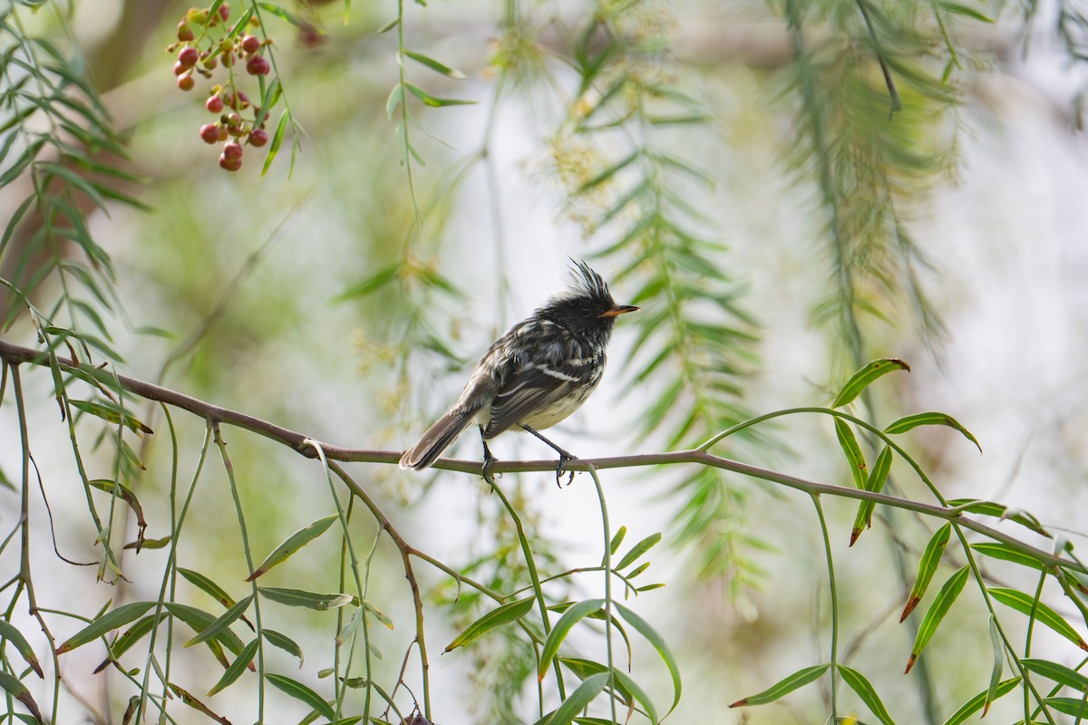 Pied-crested Tit-Tyrant - ML642340888