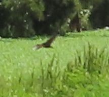 King Rail - ML642340907