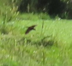 King Rail - ML642340910