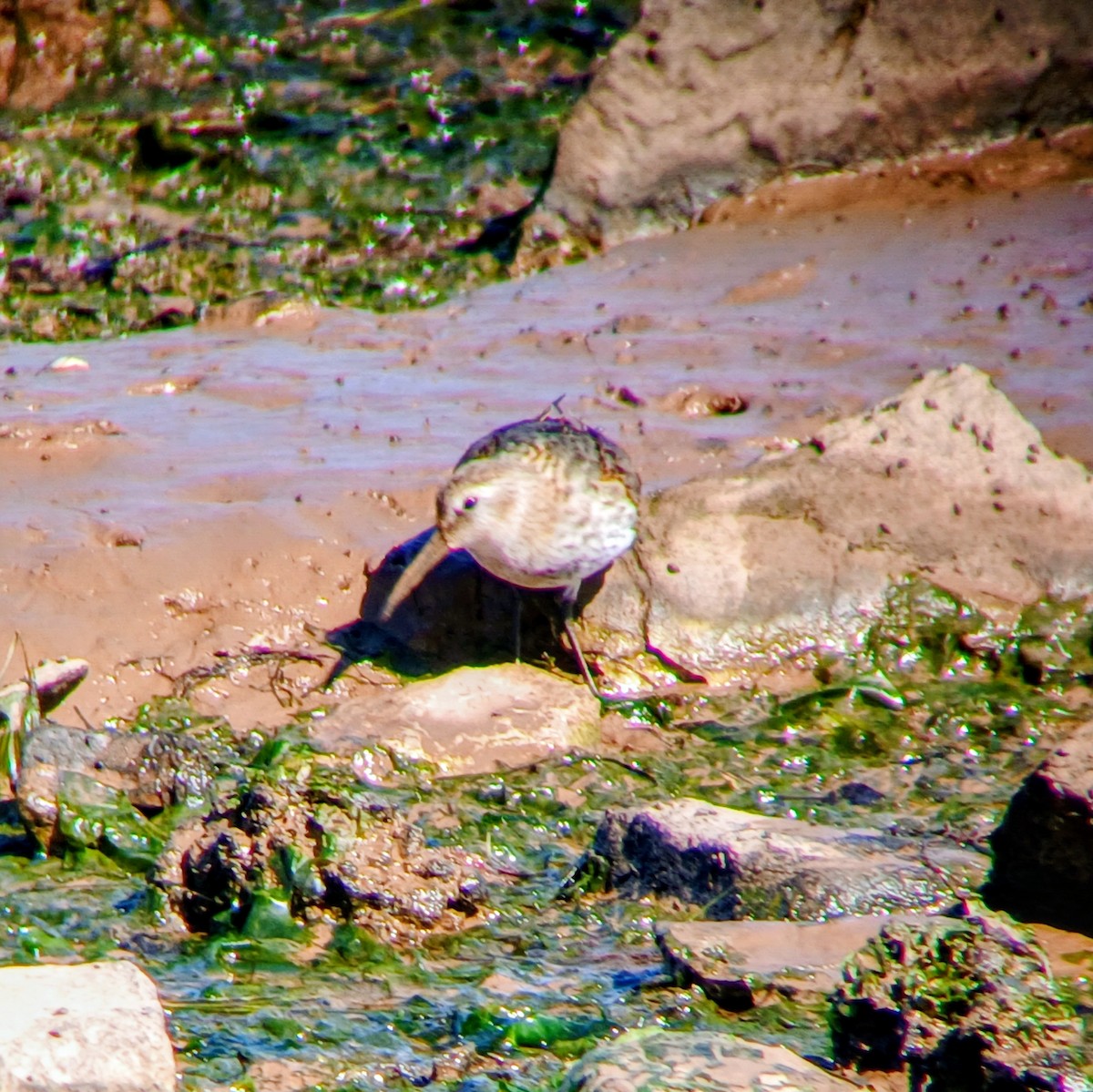 Bécasseau variable - ML642340919