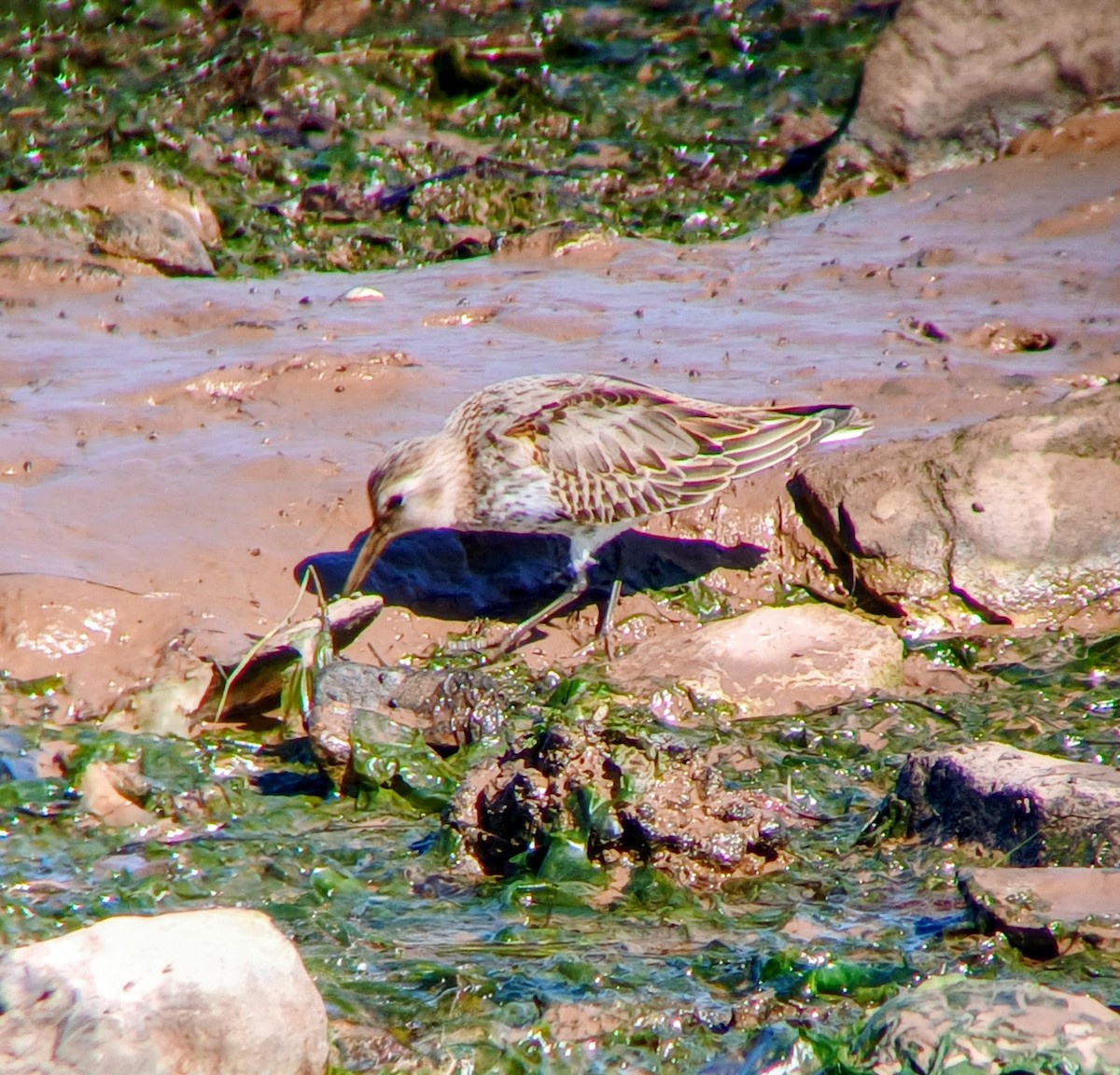 Bécasseau variable - ML642340920