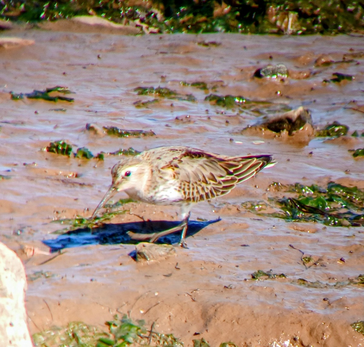 Bécasseau variable - ML642340921